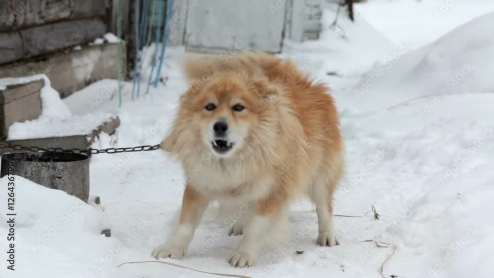 Barking chained dog in winter garden on snow Barking chained dog in winter garden on snow