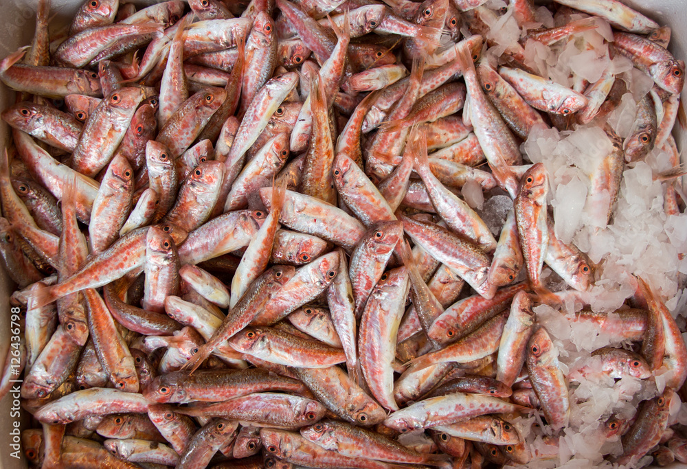 Red mullet fishes on ice for sale.