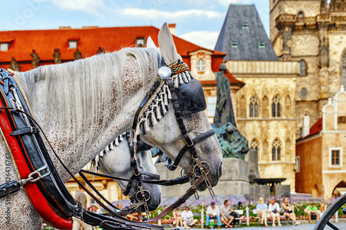 White horses on market square in Prague, one of Czhech Republic capital symbols. photo