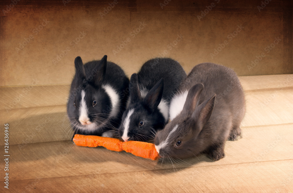 Naklejka premium Three Dutch rabbit dwarf eat carrots on the floor