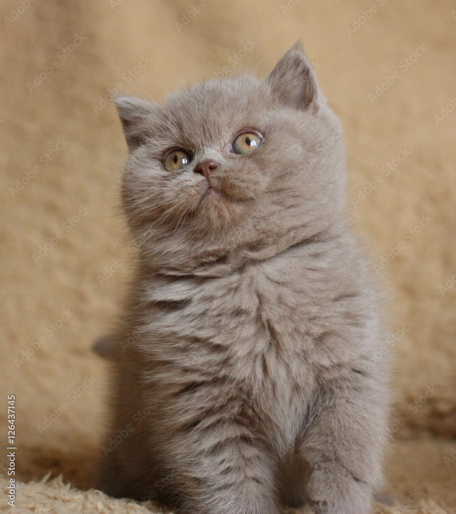 british short hair kitten, 2 month's old, lilac color