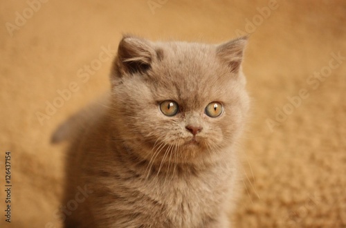 british short hair kitten, 2 month's old, lilac color