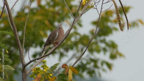 spotted dove is resting on the cassia tree photo