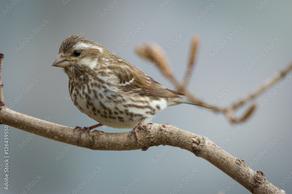 Sparrow
