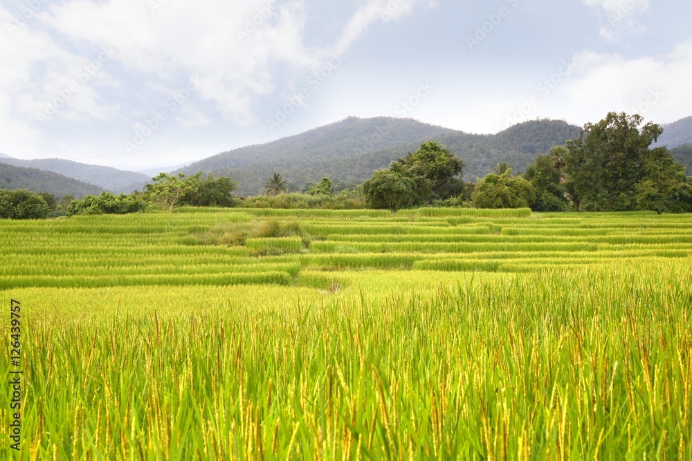  rice terrace at chiangmai , thailand