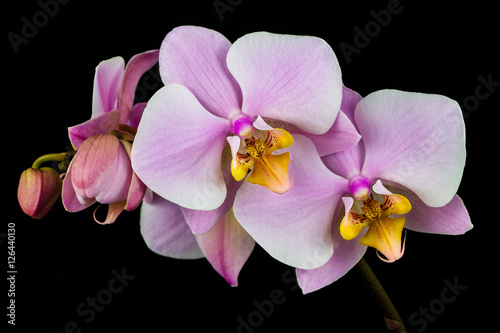 Zen orchid