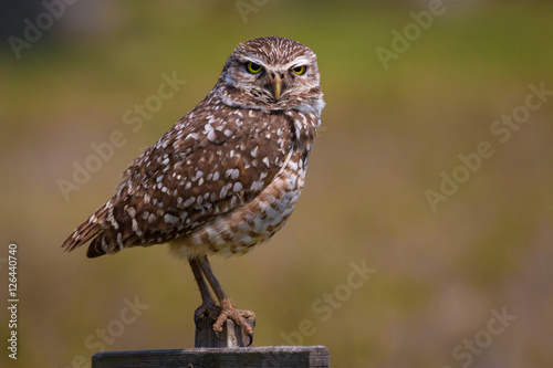 Burrowing Owl
