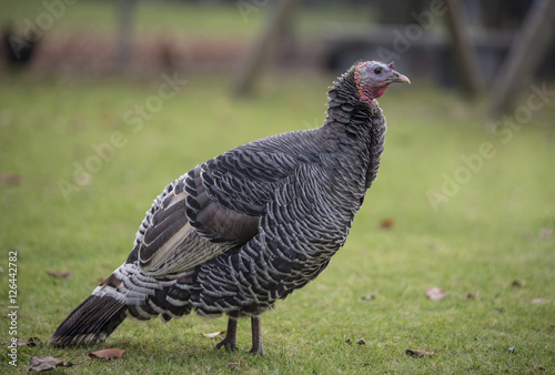 Turkey in a meadow