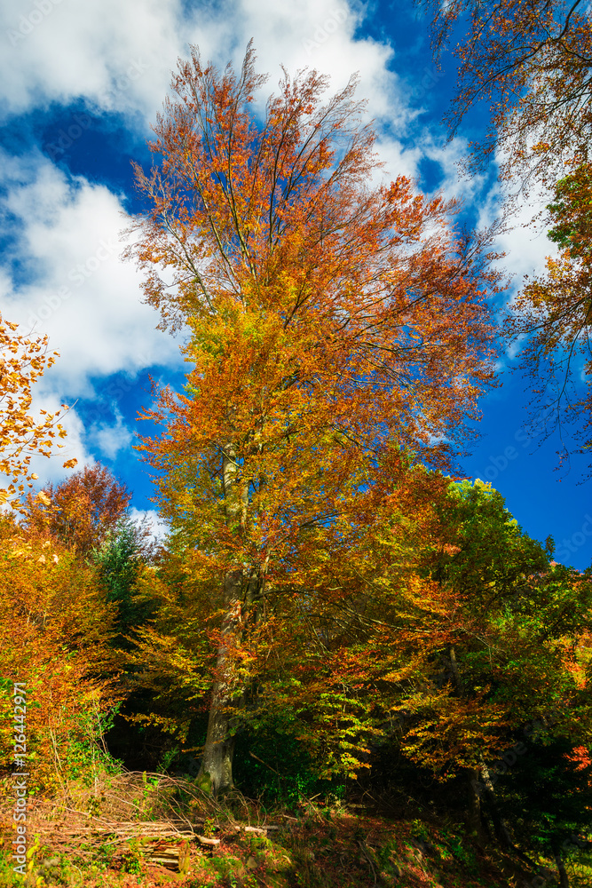 Fototapeta premium Herbst #3