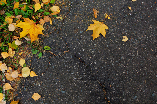 asphalt texture with autumn leaves