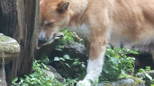 a female asian dog is vomiting after eating the leaf of plant