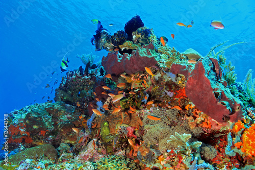 Fototapeta Naklejka Na Ścianę i Meble -  The Pristine and Colorful Coral Reefs of Komodo, Indonesia