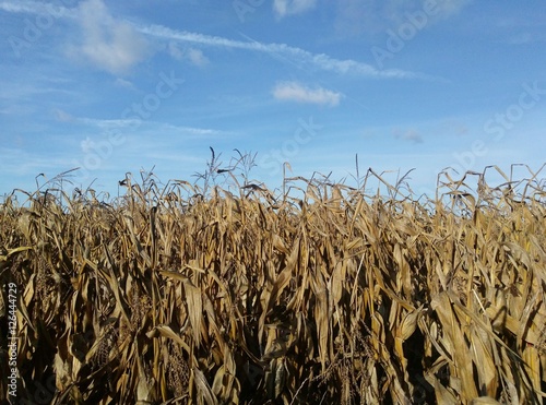 Maisfeld vertrocknet im Herbst