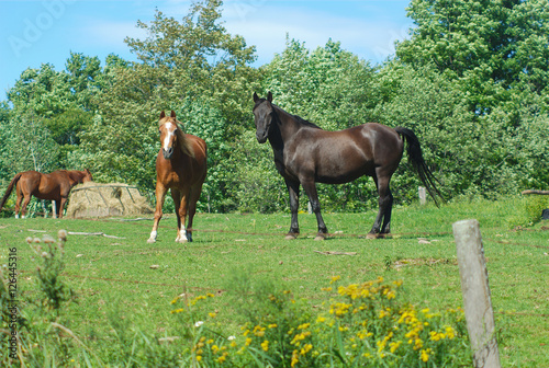 brown and black horses standing in green field enclosure  