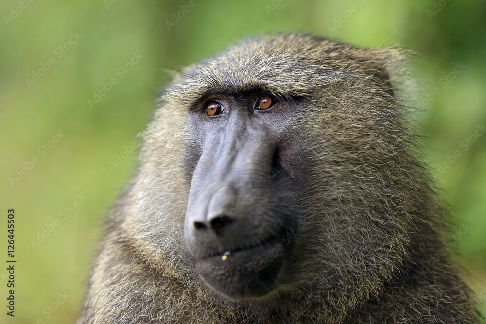 Olive Baboon (Papio Anubis). Bigodi Swam, Uganda Olive Baboon (Papio Anubis). Bigodi Swam, Uganda