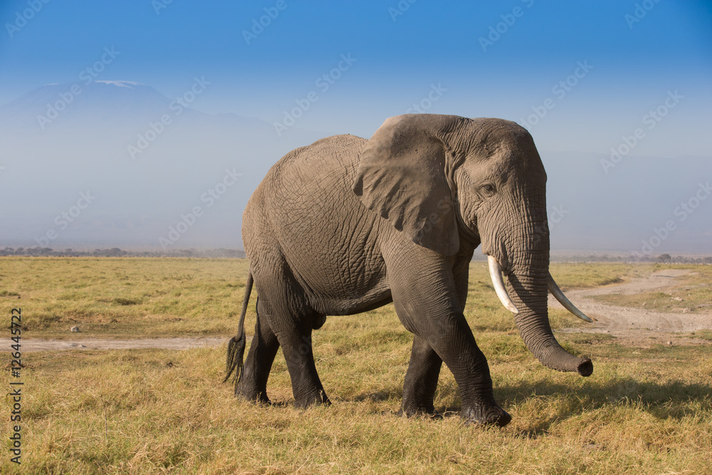 Obraz premium Herd of elephants In Amboseli National Park Kenia