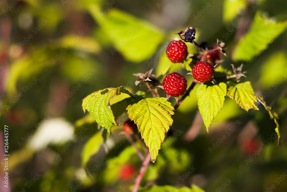 raspberries raspberries