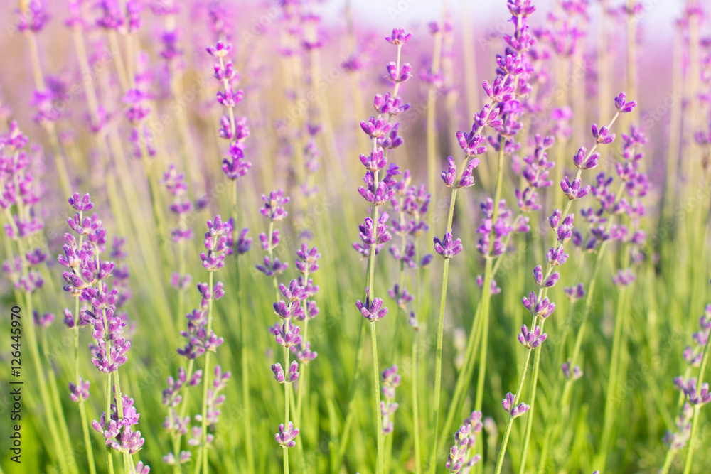 Lavender.  Lavender flower close up in a field in Provence France.