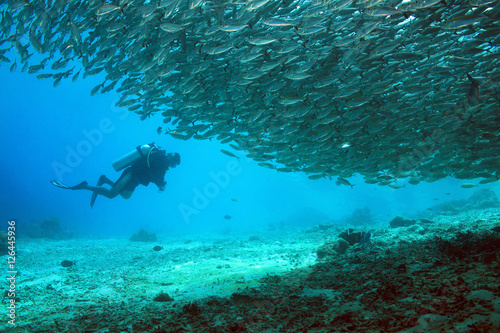 School of Fish and Diver outside Arborek Jetty, Dampier Strait. Raja Ampat, Indonesia