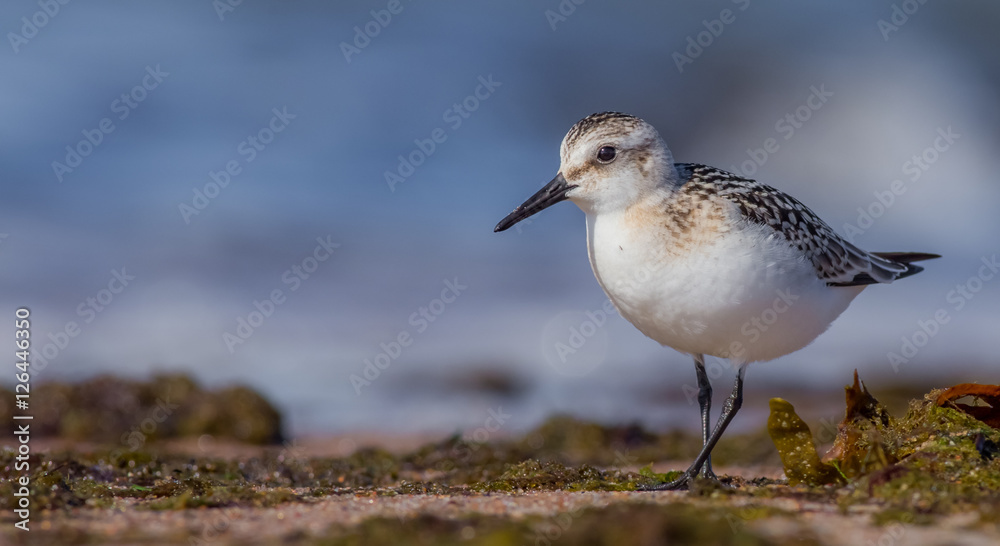 Sanderling - Calidris alba Sanderling - Calidris alba