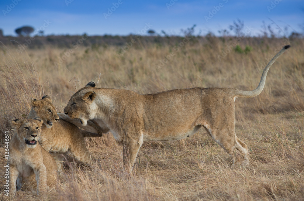 Funny kions family in Masa Mara National Park Kenia Funny kions family in Masa Mara National Park Kenia