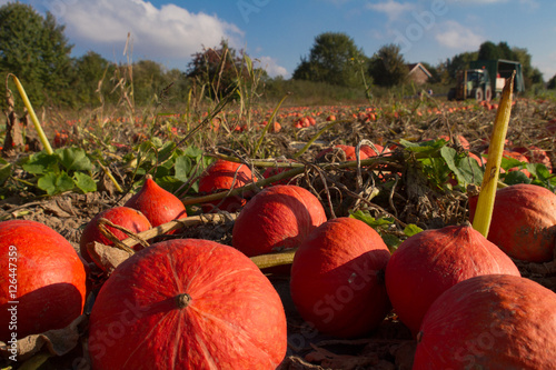 Red Hokkaido Harvest