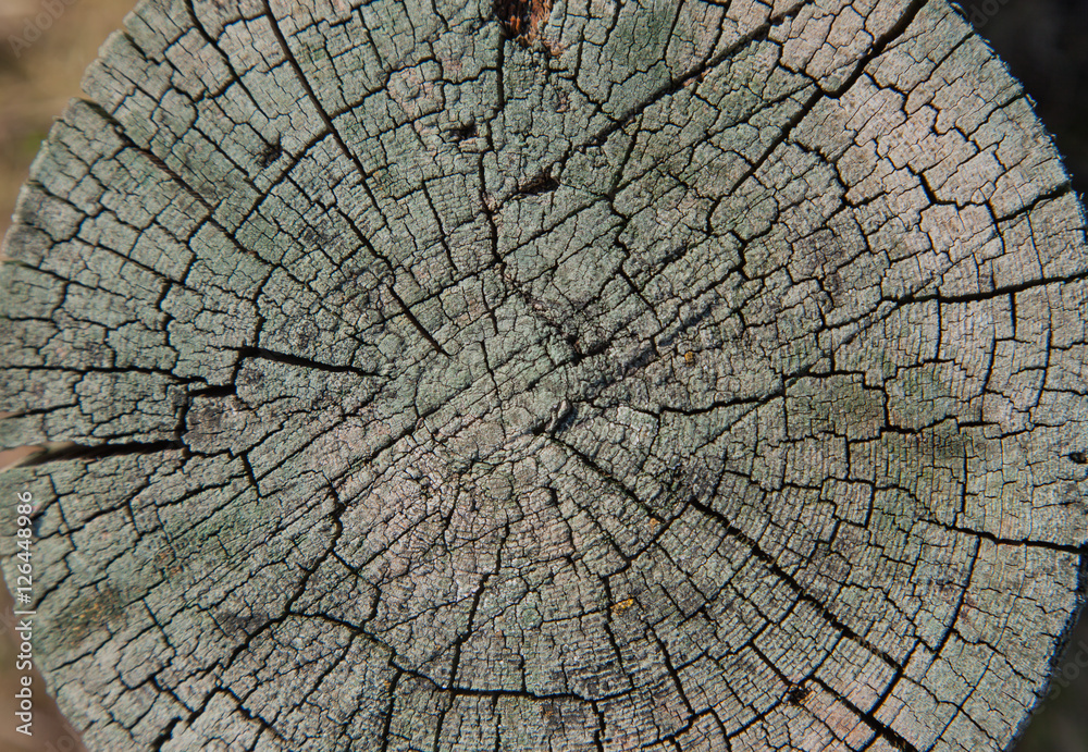 Circular dry wood texture, cut background