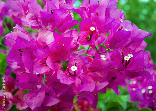 Shou Shan, Kaohsiung, Taiwan - Close up to beautiful violet flowers.