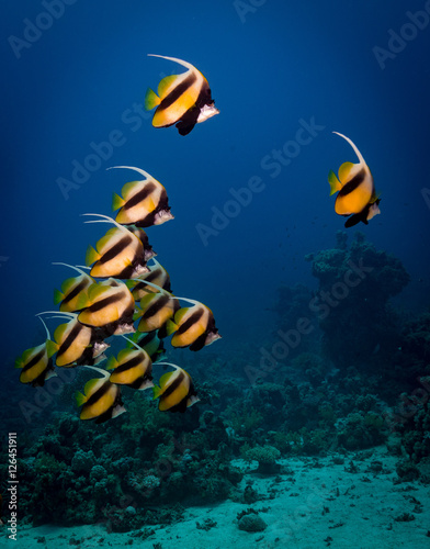 Red Sea Bannerfish (Heniochus intermedius) school on the Malahi dive site, Red Sea, Egypt