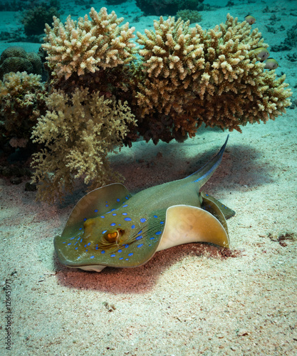 Bluespotted ray (Taeniura lymma) in the Red Sea, Egypt photo