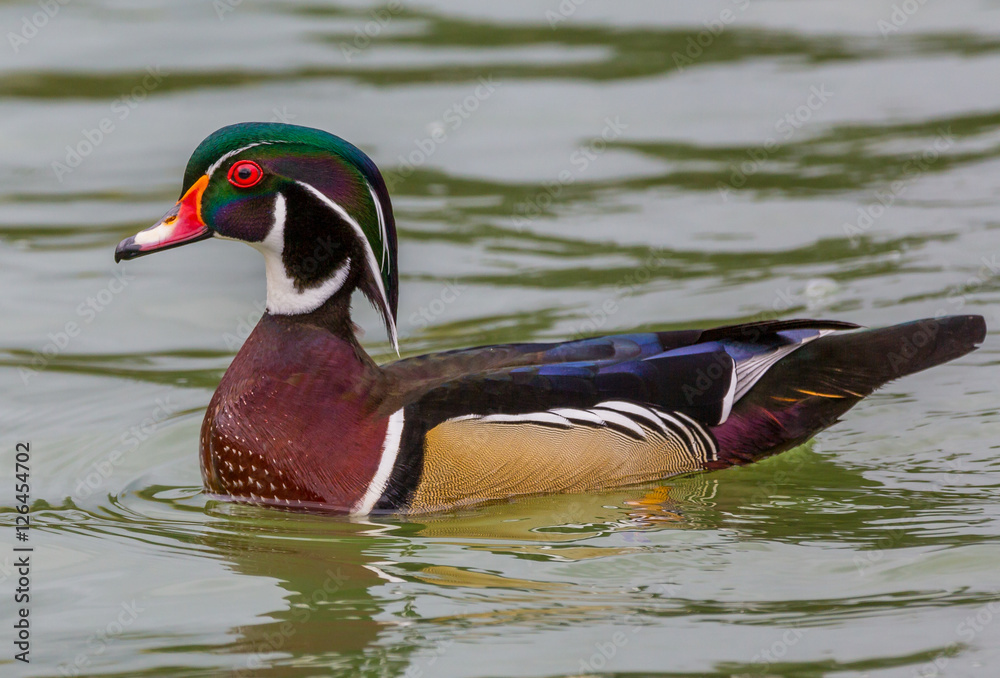 Fototapeta premium Wood Duck