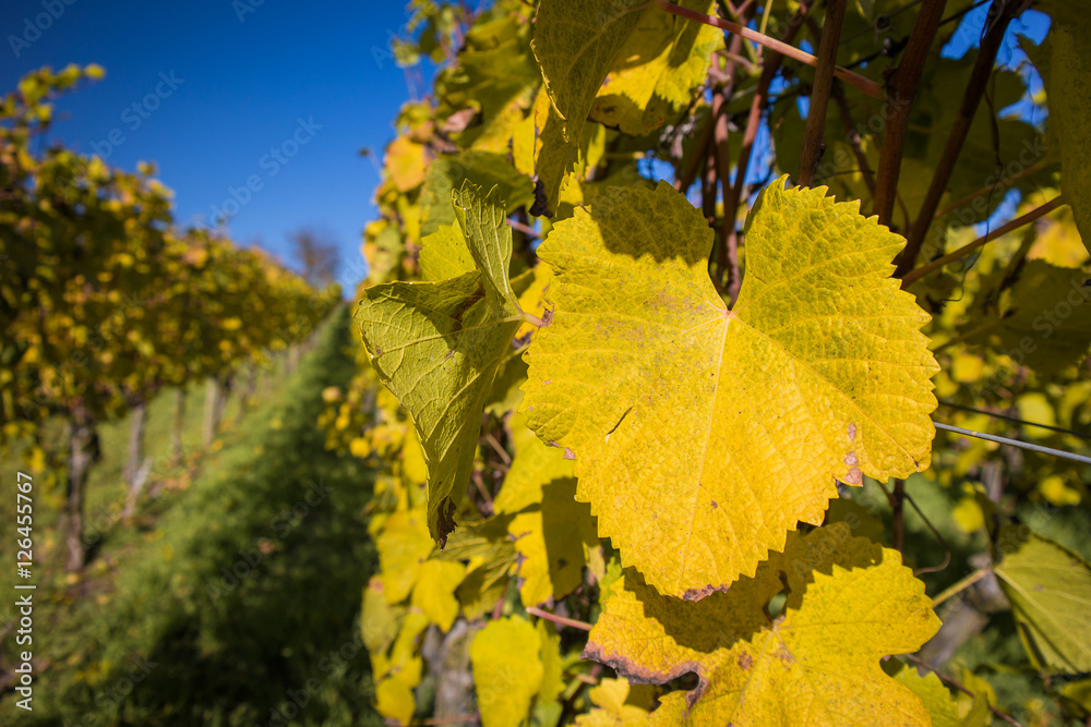 Obraz premium Buntes Herbstlaub im Weinberg