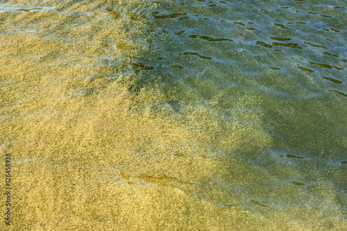 Algae bloom