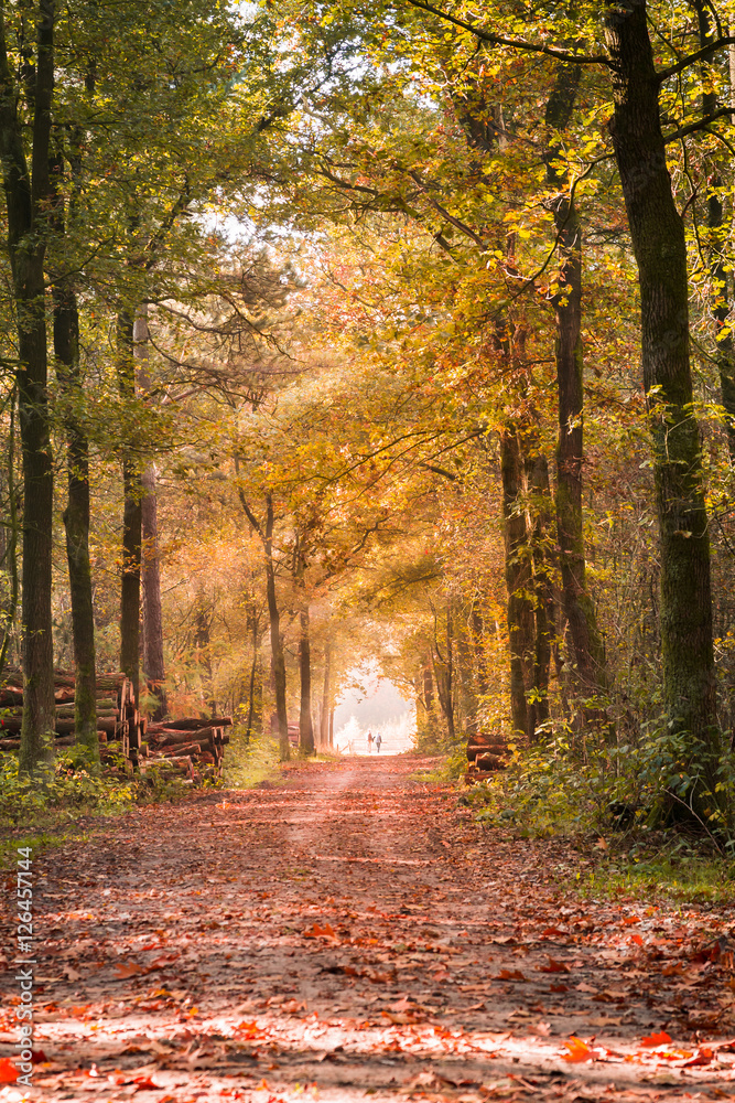 Naklejka premium Path in the forest, bathed in golden sunlight. Sunrays through the branches. Autumn colors in all her glory.