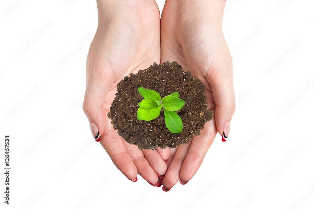 Female hands keep a heap of earth with a sprout. Concept advertisement product, isolated over white background Female hands keep a heap of earth with a sprout. Concept advertisement product, isolated over white background