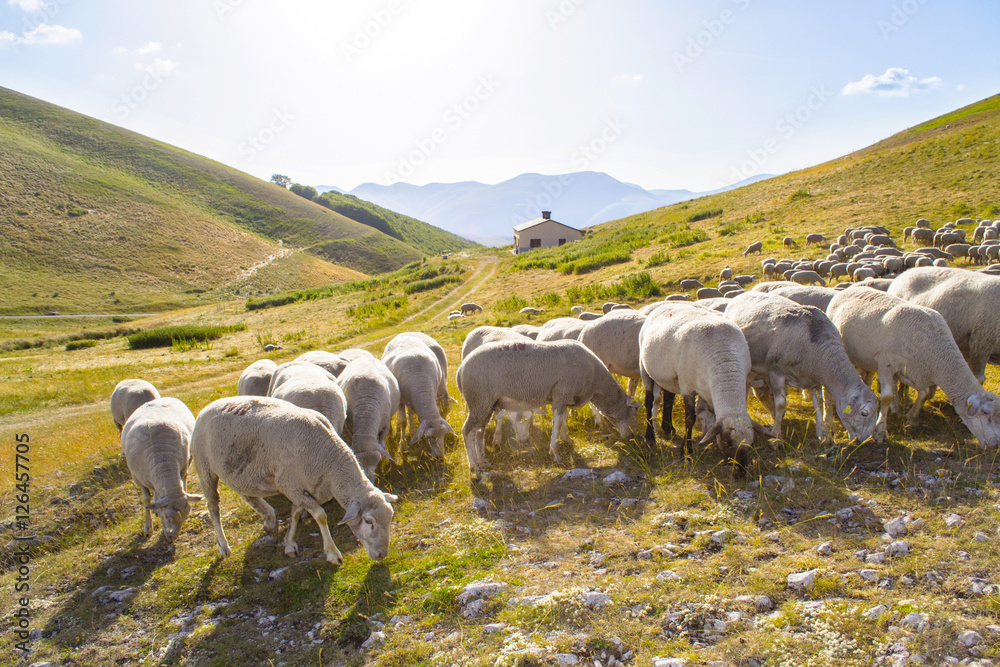 Fototapeta premium pecore al pascolo in Italia