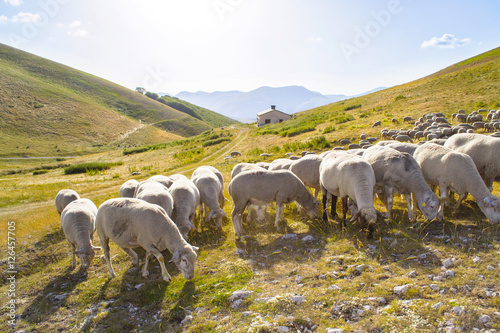 pecore al pascolo in Italia