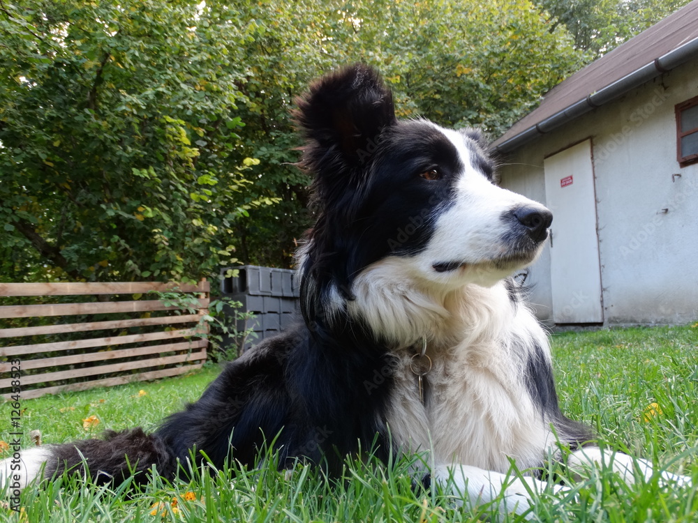 Fototapeta premium My dog