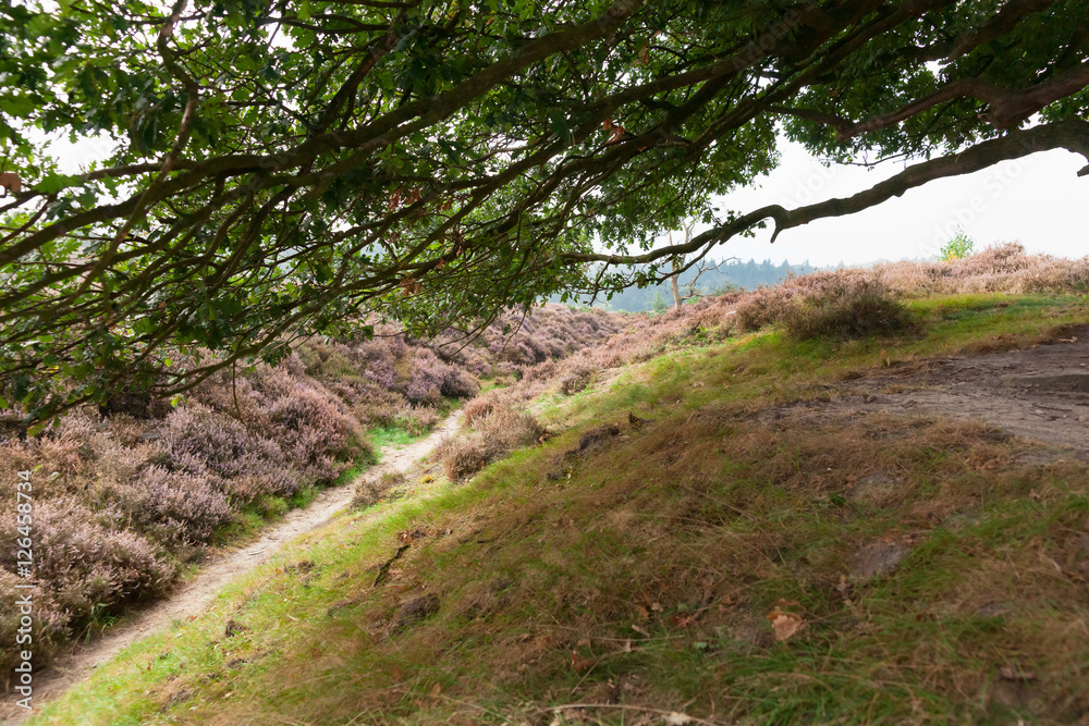 Morning in the blooming heather fields