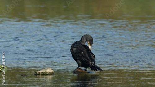 Cormorant (Phalacrocorax carbo) perched on a rock with spread open wings drying