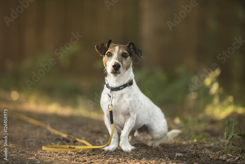 Hund an der Schleppleine im Wald - Jack Russell Terrier © Karoline Thalhofer