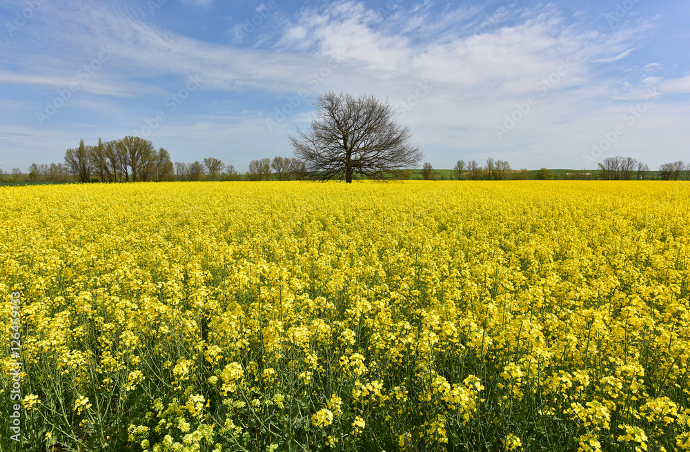 Field of Rapeseed in Bloom alongside the Camino de Santiago de Compestela in Spain. Field of Rapeseed in Bloom alongside the Camino de Santiago de Compestela in Spain.