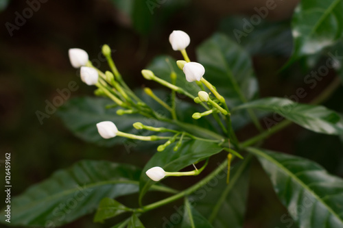 flower buds of Gerdenia Cape Jasmine..