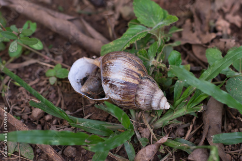 Snail shell on grass leaf