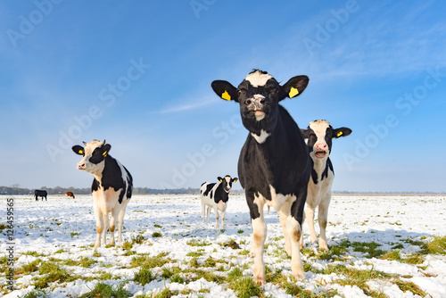 Rinder auf einer verschneiten Weide im Herbst
