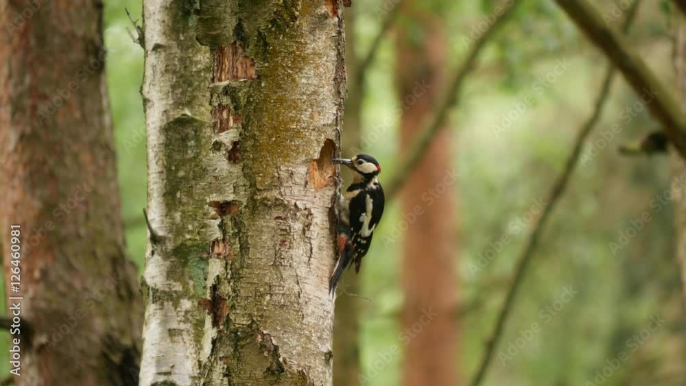 Great Spotted Woodpecker Feeding its Young in a Hollowed Tree Great Spotted Woodpecker Feeding its Young in a Hollowed Tree