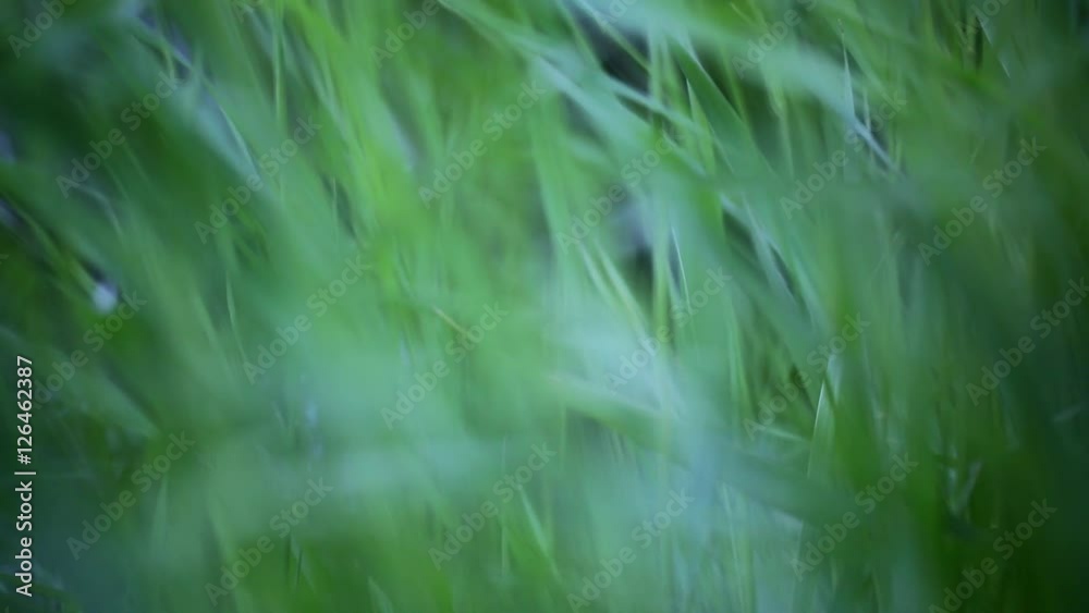 Background of a green grass