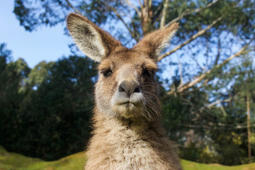 Wandcirkels Kangoeroe Close-up kangoeroe in Australië  © joscelynm