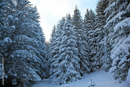 Winter mountain forest. Fir branches covered with snow