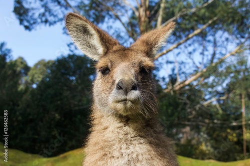 Close-up of a Kangaroo in Australia 